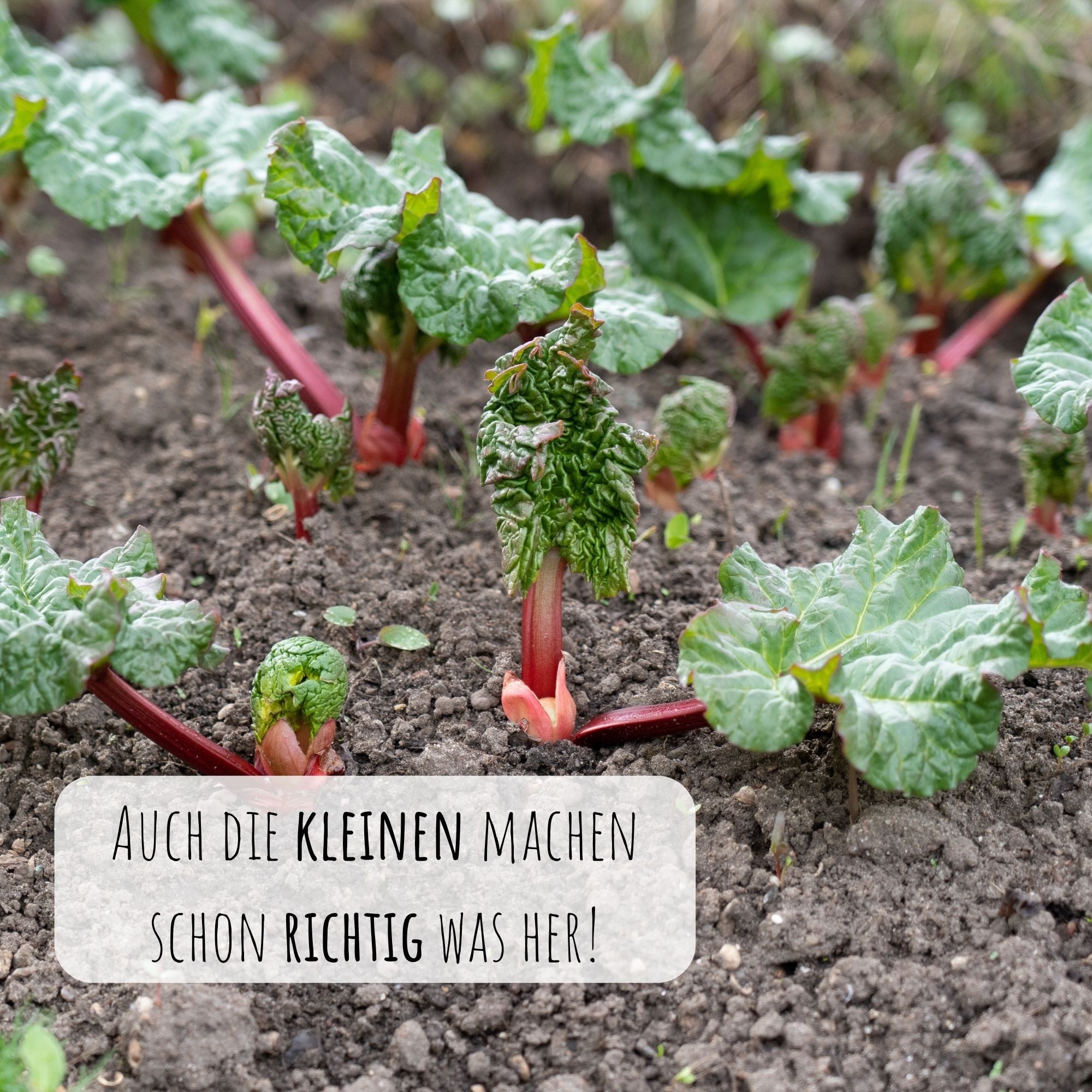 HappySeed Blumensamen Roter Rhabarber Samen - Rheum rhabarbarum, Blumen günstig online kaufen