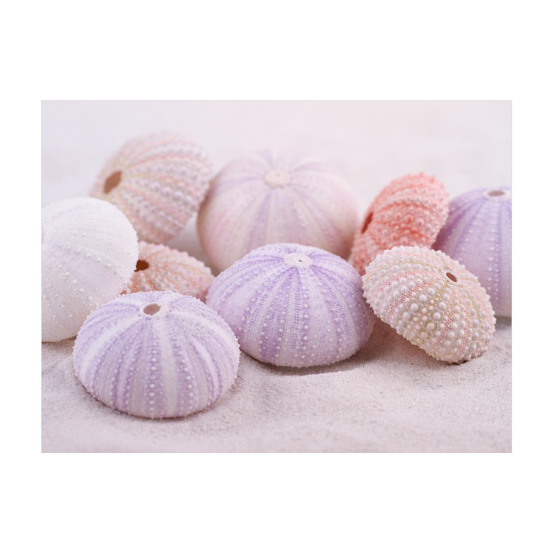 Bilderdepot24 Teppich Vinyl Wohnzimmer Schlafzimmer Flur Küche Tiere modern, rechteckig - pastell glatt, nass wischbar (Küche, Tierhaare) - Saugroboter & Bodenheizung geeignet