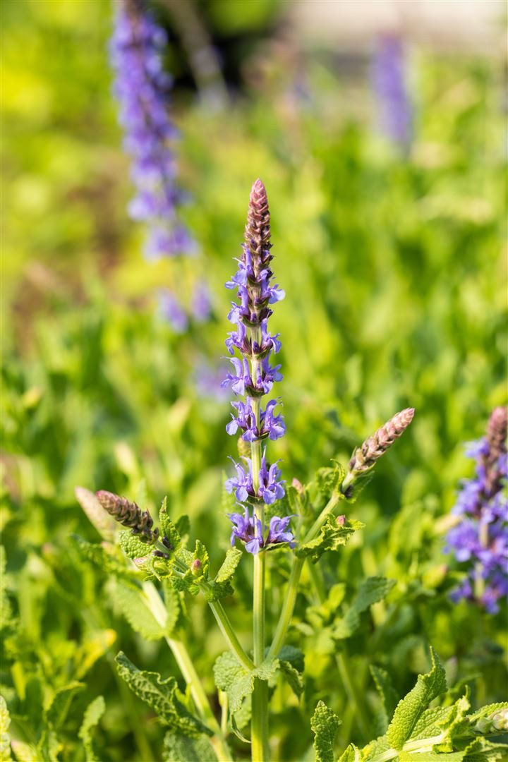 Pflanzen für Dich Staude Salvia nemorosa Blauhügel, 1 St., Steppen-Salbei, Hain-Salbei