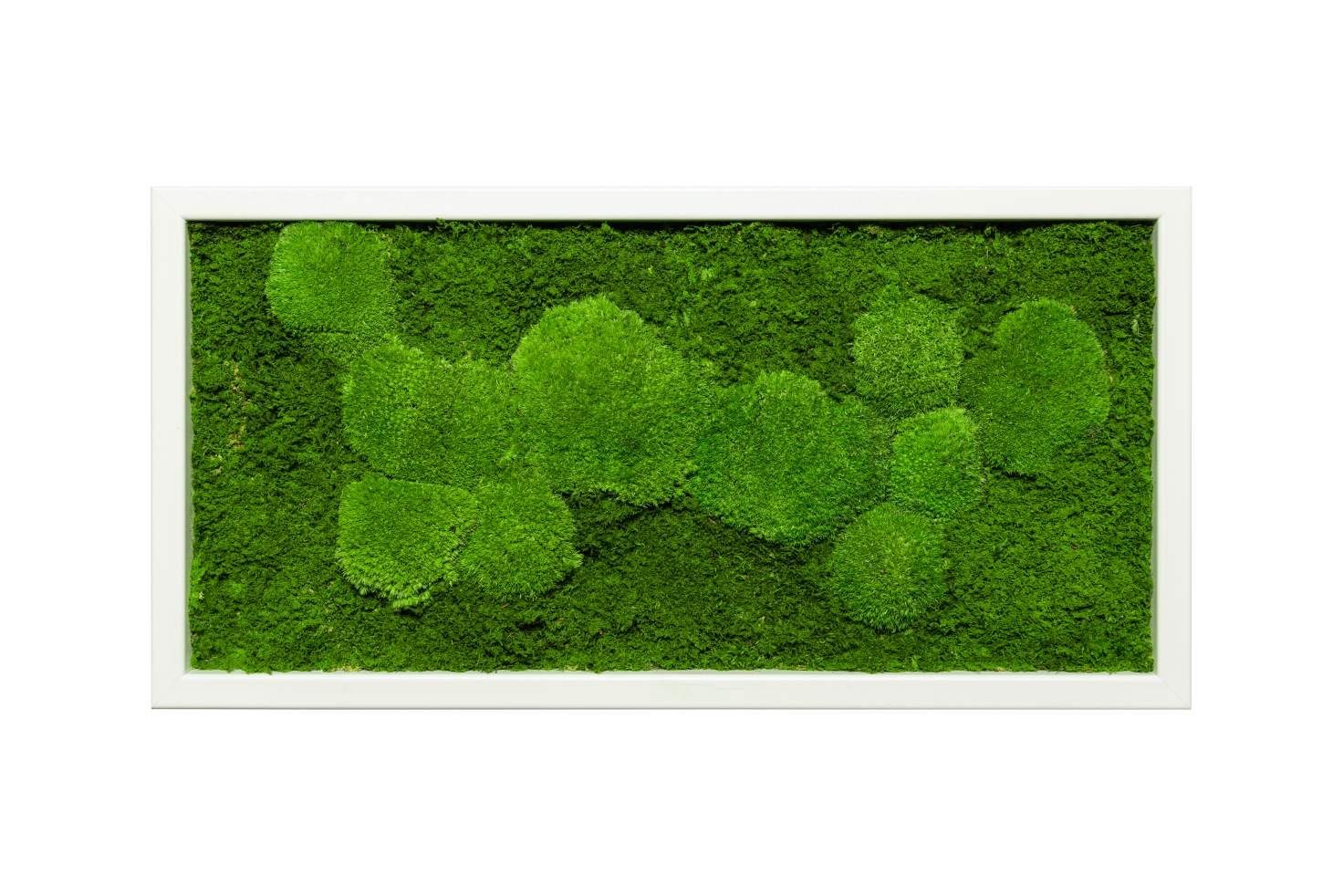 Moos-Design Bild Moosbild Fifty Fifty Design günstig online kaufen