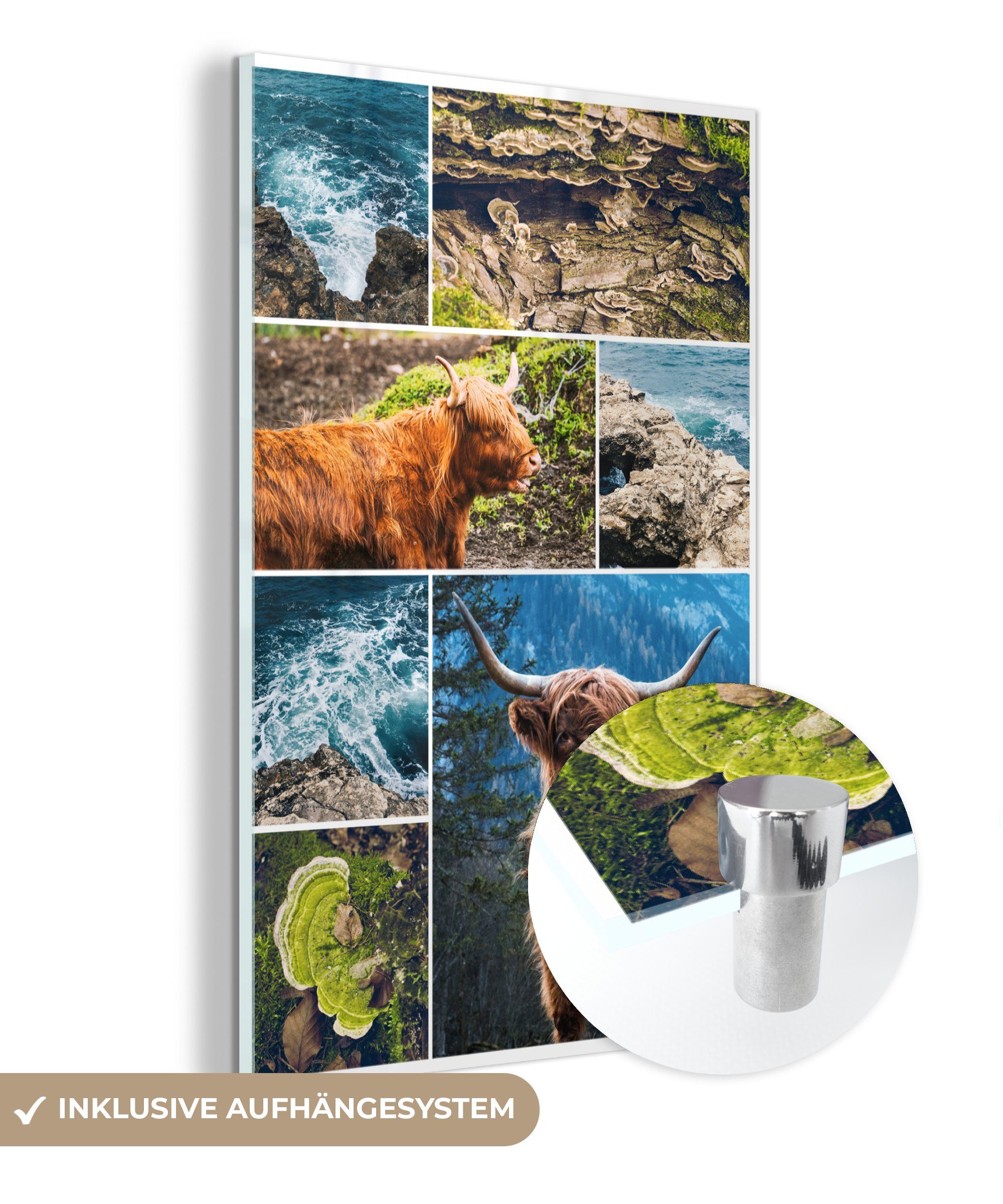 Bilder Glas Highlander Wanddekoration MuchoWow Tiere, (1 - auf - Glas Acrylglasbild - Foto - auf Schottischer Glasbilder Wandbild Collage St), -