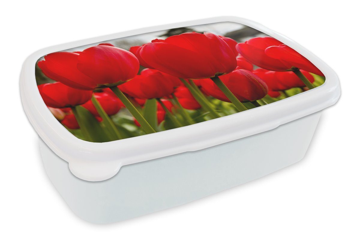 und für von Lunchbox MuchoWow weiß Erwachsene, für Brotbox und Kunststoff, Mädchen Jungs Kinder (2-tlg), Tulpen, Brotdose, Nahaufnahme roten