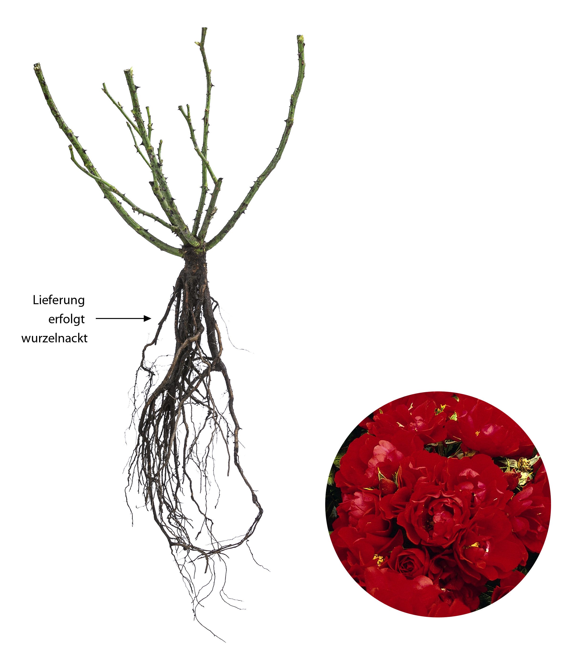 Dehner Rose Bodendeckerrose Centro®-Rose, 3er Set, rote Blüten, gefüllt, 20-30 cm, wurzelnackte Ware, Züchter Tantau