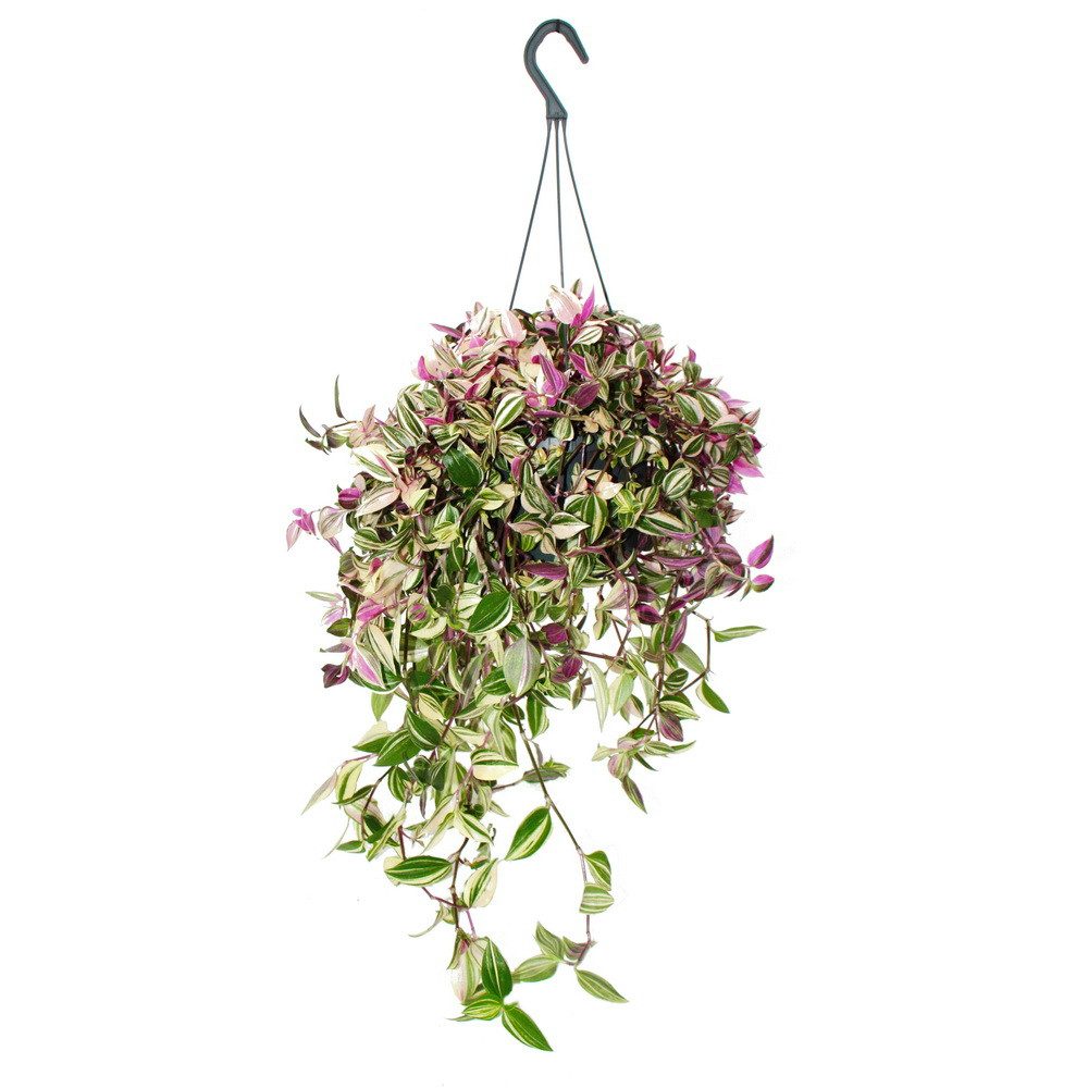 Exotenherz Zimmerpflanze Pflanze zum Hängen Tradescantia quadricolor Zebrakraut 17cm Ampel