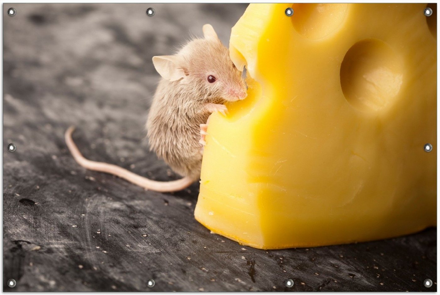 Thumbnail - Wallario Sichtschutzzaunmatten Süße Maus knabbert an einem Käse in der Küche, rund