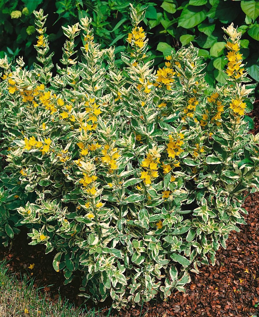 Pflanzen für Dich Staude Lysimachia punct. Alexander, 1 St., Goldfelberich, Punktierter Gilbweiderich