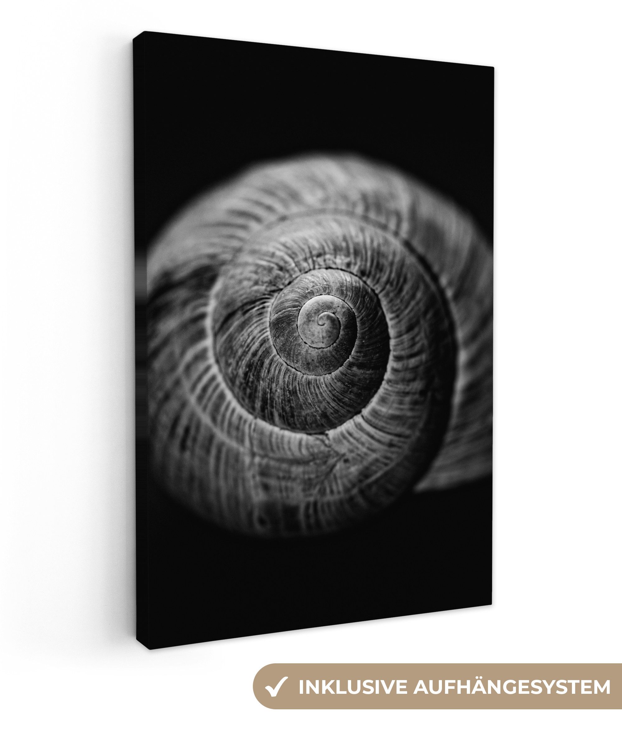 OneMillionCanvasses® Leinwandbild Schnecke - Tiere - günstig online kaufen