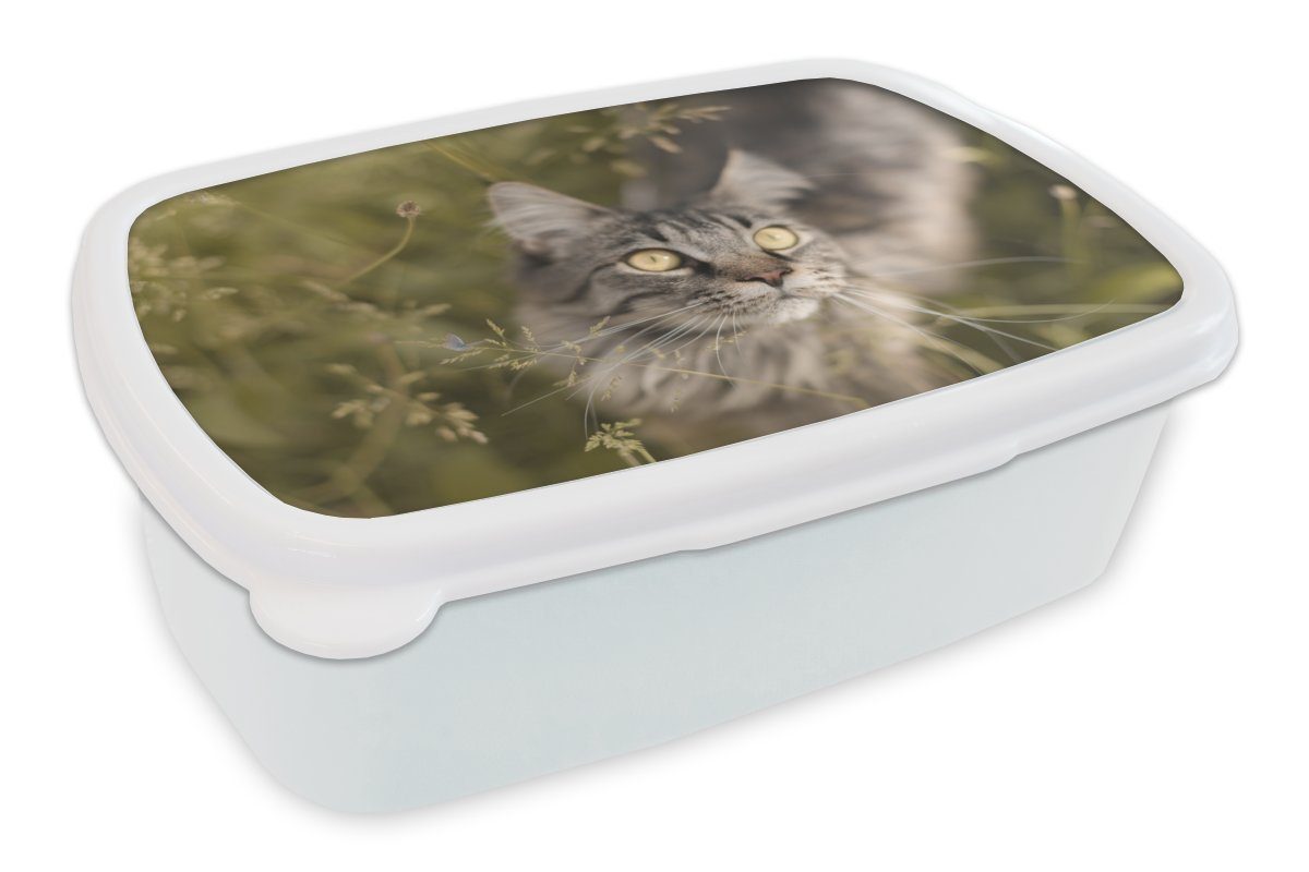 und für weiß Brotbox Coon-Katze Maine im für und Mädchen Kunststoff, Gras, hohen Kinder Lunchbox Brotdose, (2-tlg), MuchoWow Jungs Erwachsene, Eine