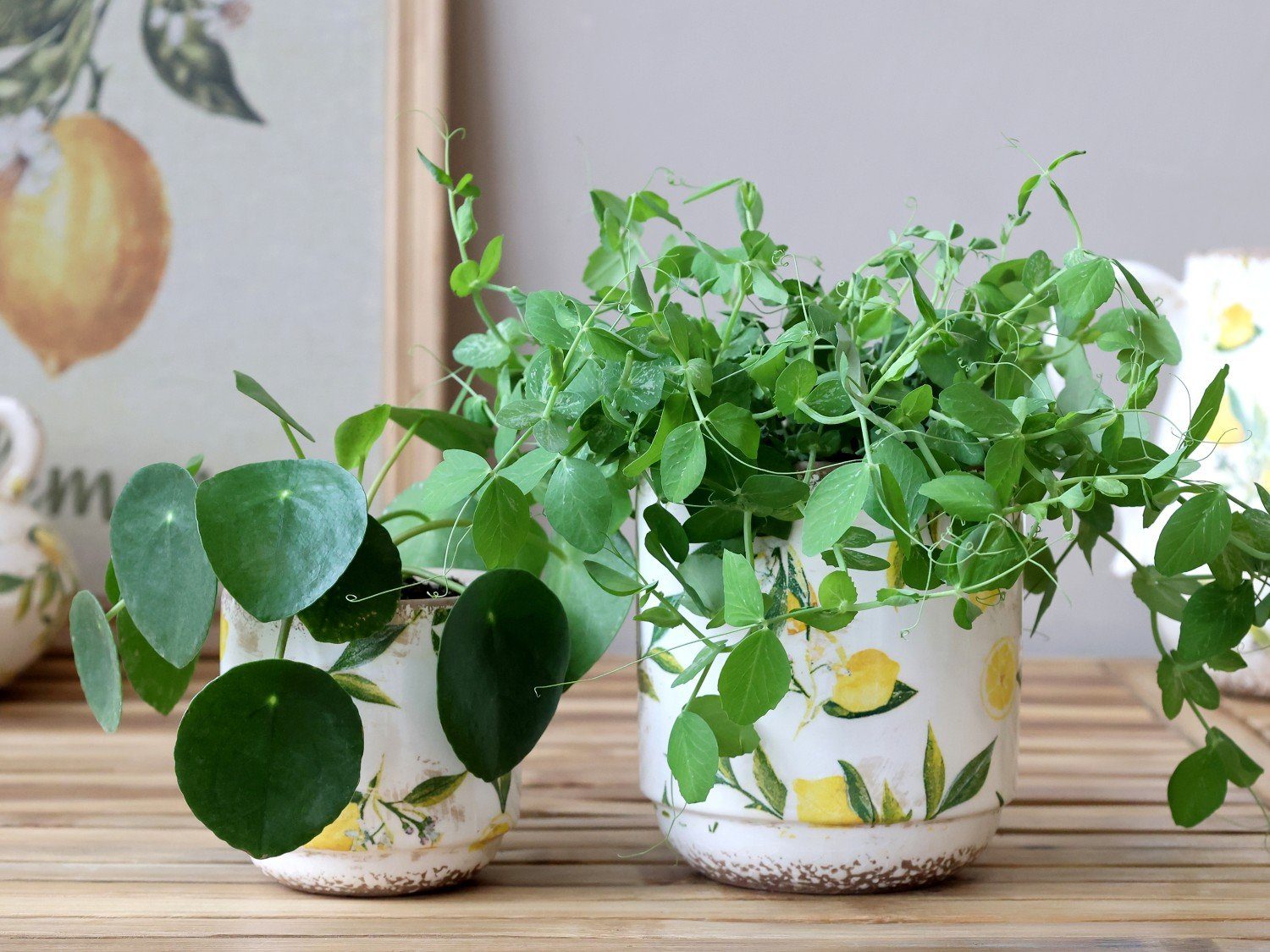 Chic Antique Übertopf Limone Blumentopf H10/D10 günstig online kaufen