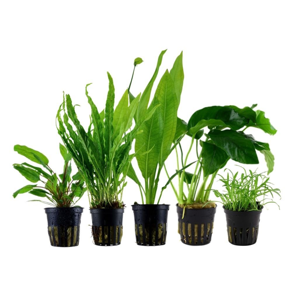 Aquaone Wasserpflanze Pflanzen Set mit 5 pflegeleichten Wasserpflanzen Nr.251