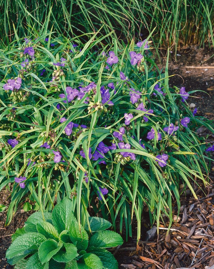 Pflanzen für Dich Staude Tradescantia anders. Zwanenburg Blue, 1 St., Dreimasterblume