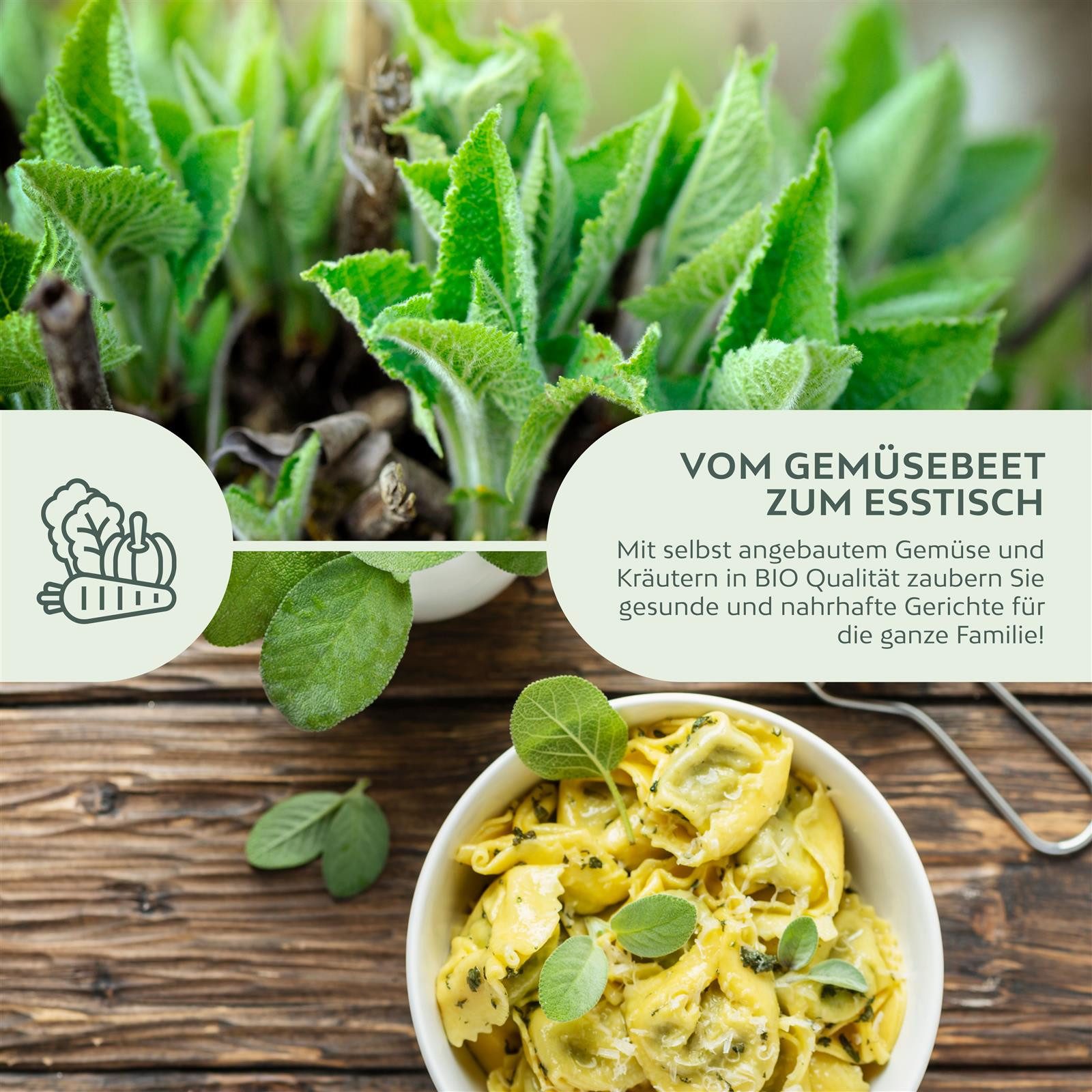 Growgreens Kräutersamen BIO Salbei Samen - Heilkräuter Saatgut aus bio. Anbau (30 Korn)