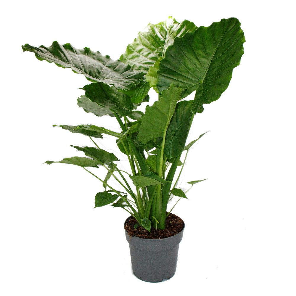 Exotenherz Zimmerpflanze Alocasia gageana California 21cm Solitärpflanze Pf günstig online kaufen