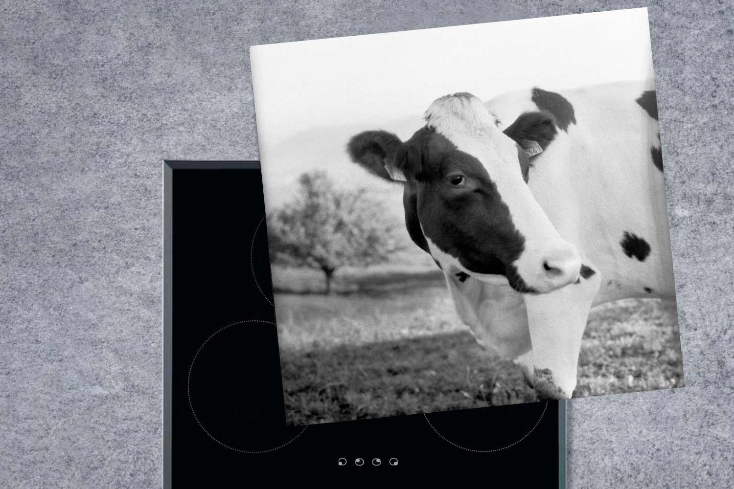 Vinyl, Porträt Kuh, tlg), 78x78 MuchoWow einer Arbeitsplatte Herdblende-/Abdeckplatte (1 cm, für Ceranfeldabdeckung, küche