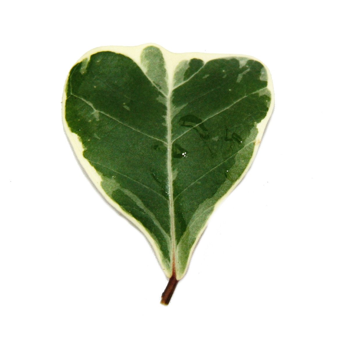 Thumbnail - Exotenherz Zimmerpflanze Ficus triangularis variegata Ficus mit dreieckigen Blättern Natalfeige