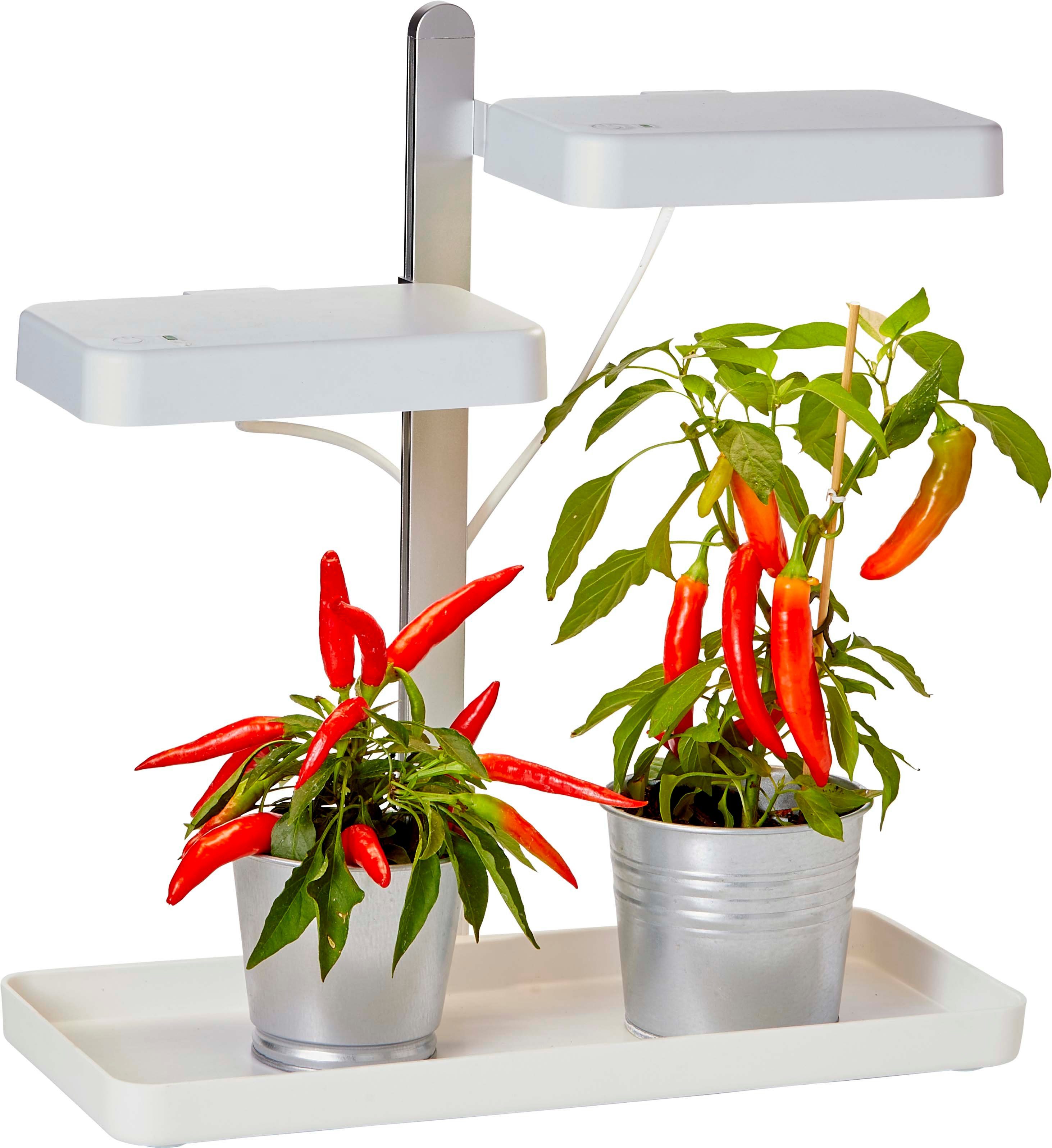 Northpoint Pflanzenlampe LED Pflanzenlampe Pflanzenleuchte Gewächslampe 30W Grow Kräutergarten