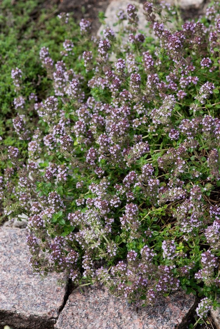 Pflanzen für Dich Staude Thymus herba-barona, 1 St., Kümmelthymian, Karwaythymian