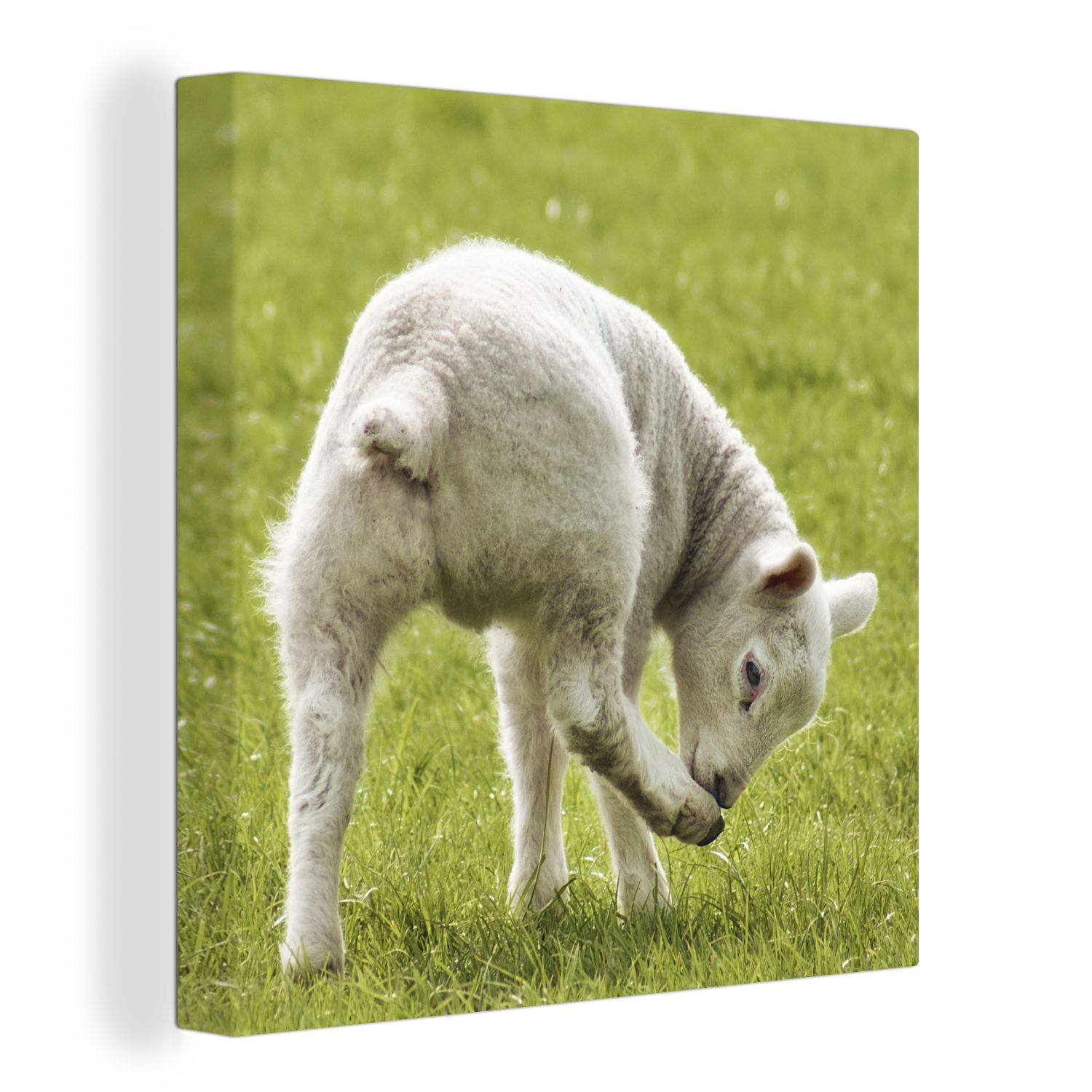 OneMillionCanvasses® Leinwandbild Niedliches Lamm auf einer schönen grünen Wiese, (1 St), Leinwand Bilder für Wohnzimmer Schlafzimmer