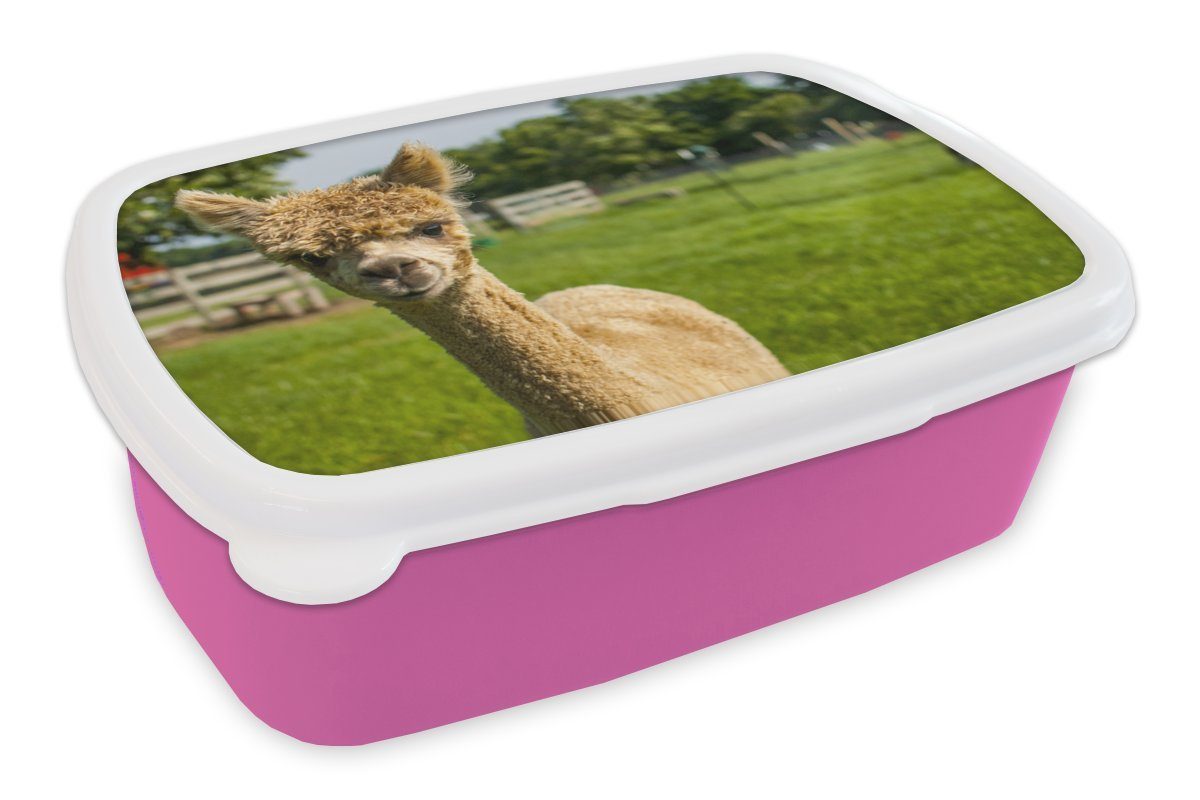 MuchoWow Lunchbox Erwachsene, Snackbox, Brotbox - Baby Alpaka Kinder, Kunststoff Mädchen, Kunststoff, rosa - Brotdose für (2-tlg), Gras