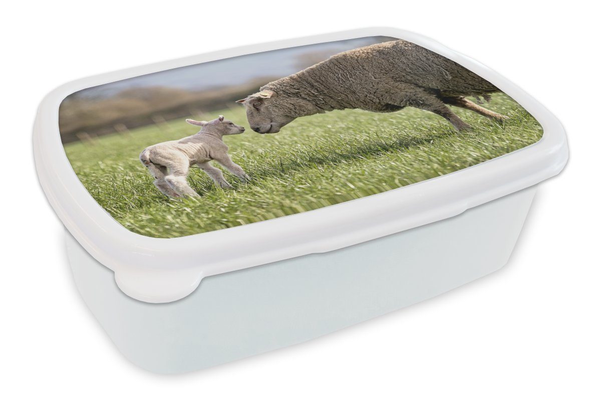 MuchoWow Lunchbox Schafe - Gras - Lamm, Kunststoff, (2-tlg), Brotbox für Kinder und Erwachsene, Brotdose, für Jungs und Mädchen weiß