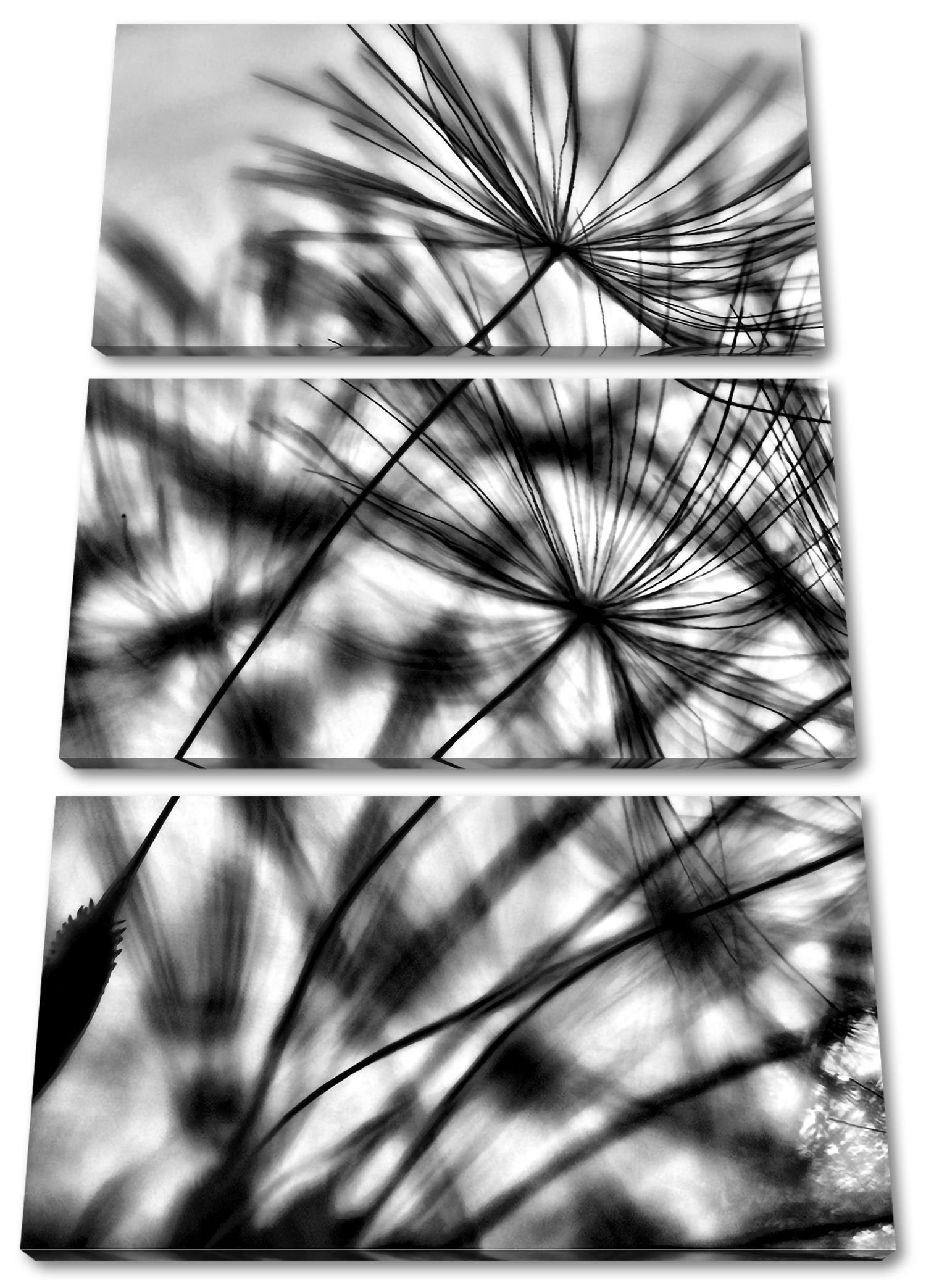 Pixxprint Leinwandbild Pusteblumen Leinwandbild mit St), (1 mit Tautropfen, inkl. Pusteblumen Tautropfen Zackenaufhänger bespannt, fertig (120x80cm) 3Teiler