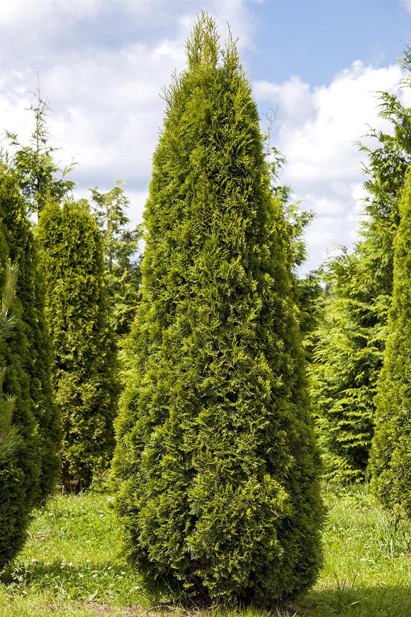 Garten von Ehren Hecken Thuja occidentalis Smaragd, Containerware 100-125 cm