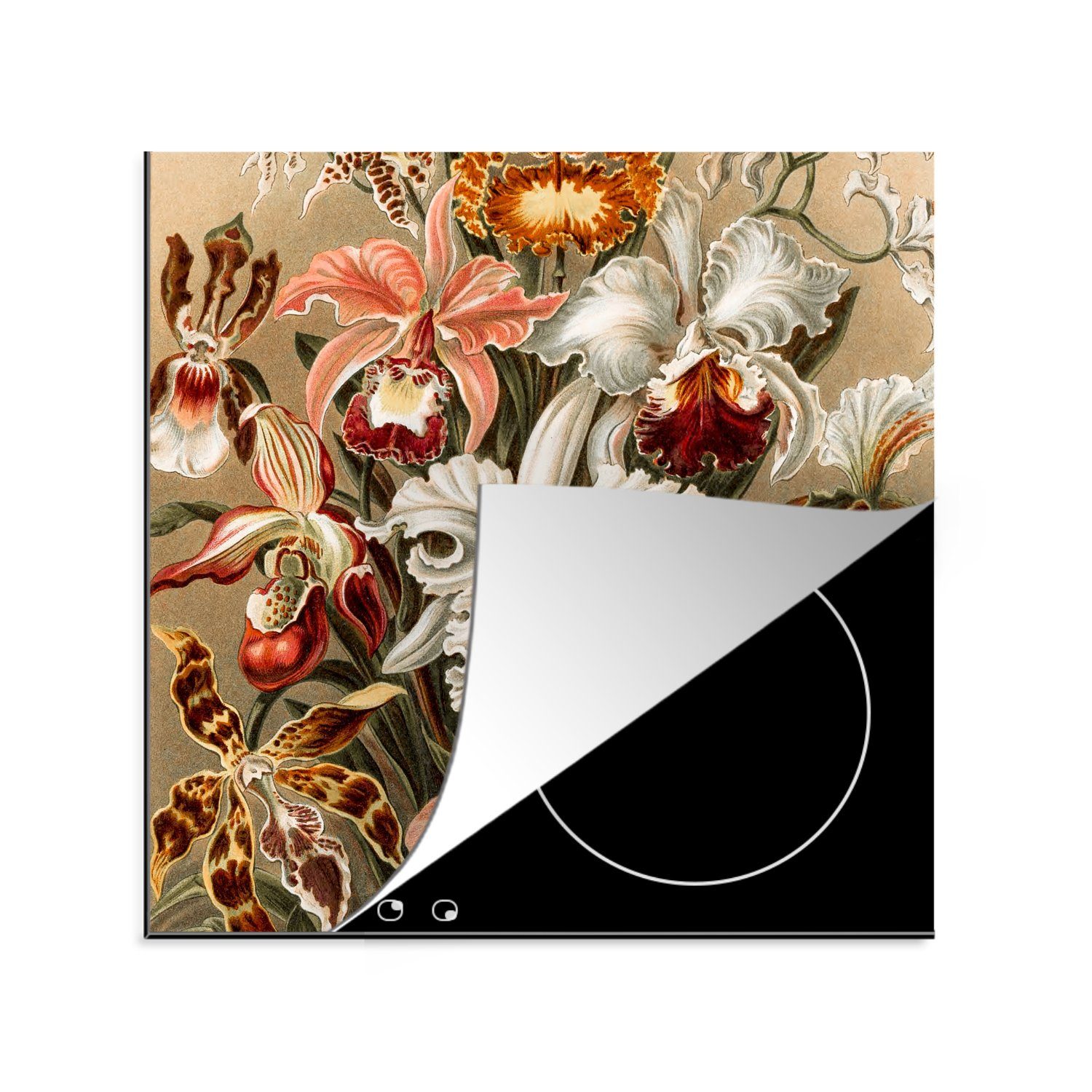 MuchoWow Herdblende-/Abdeckplatte Orchidee - Ernst Haeckel, Vinyl, (1 tlg), 78x78 cm, Ceranfeldabdeckung, Arbeitsplatte für küche