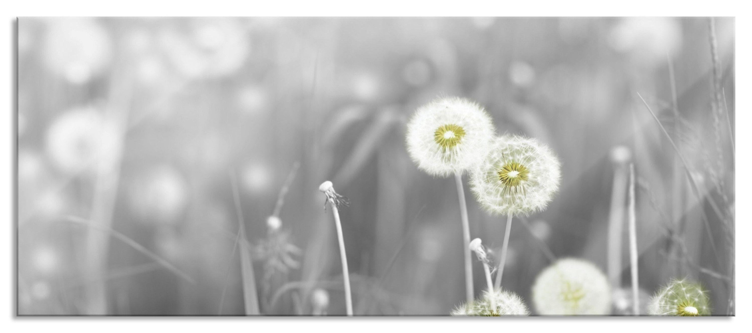 Pixxprint Glasbild wunderschöne Pusteblumen, wunderschöne Pusteblumen günstig online kaufen