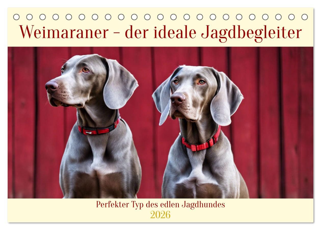 CALVENDO Настінний календар Weimaraner - der ideale Jagdbegleiter (Tischkalender 2026 DIN A5 quer)