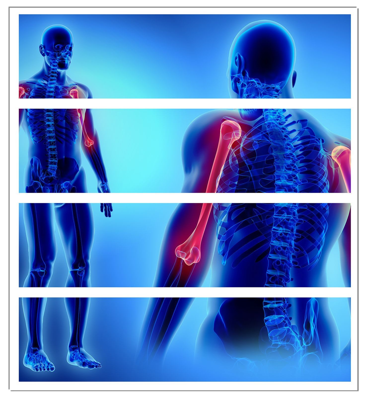 Wallario Möbelfolie Anatomie Mensch  Oberarmknochen