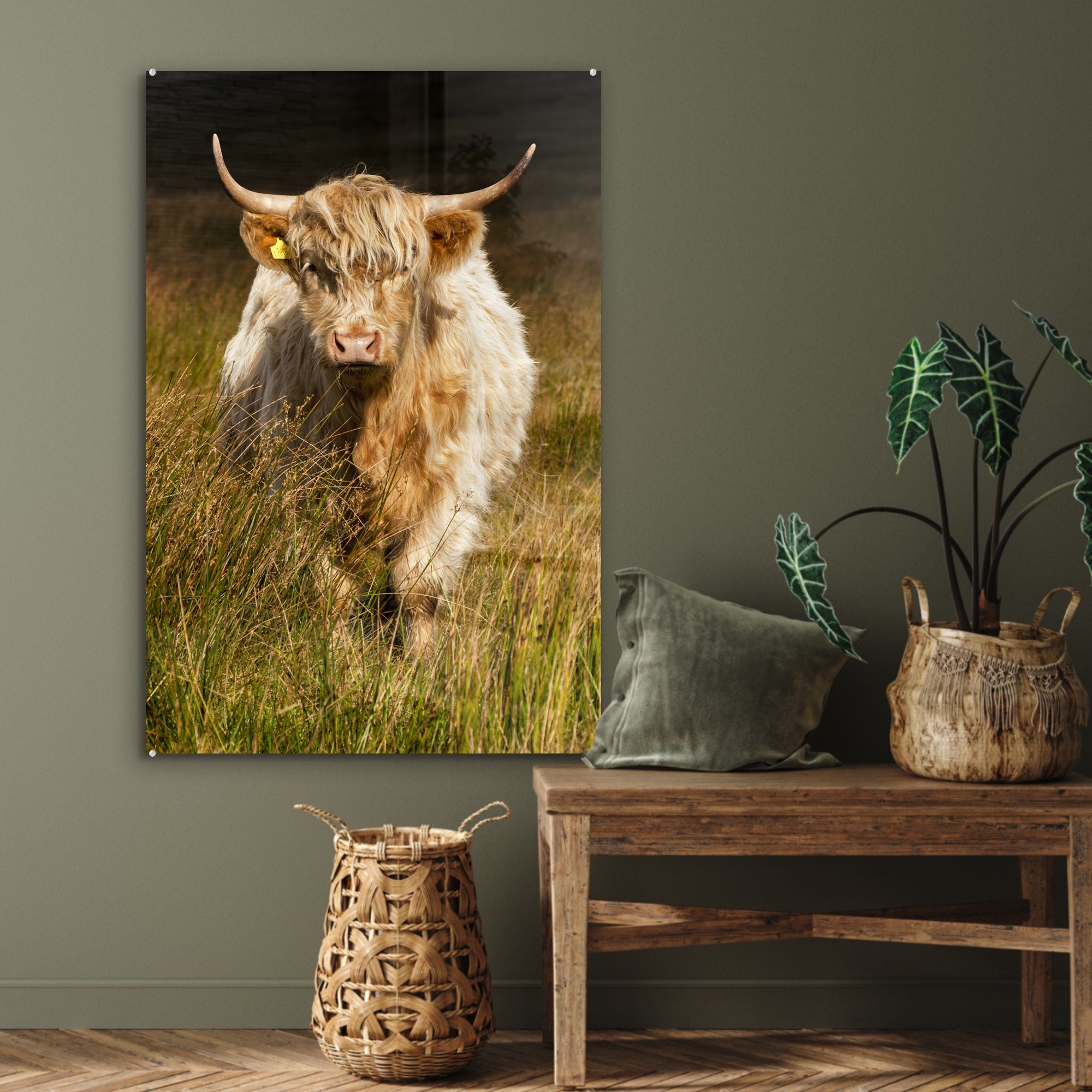 MuchoWow Acrylglasbild Schottische Highlander - (1 Dekoration auf wohnzimmer bunt Glas, Gras Licht St), Tiere, Gemälde - 