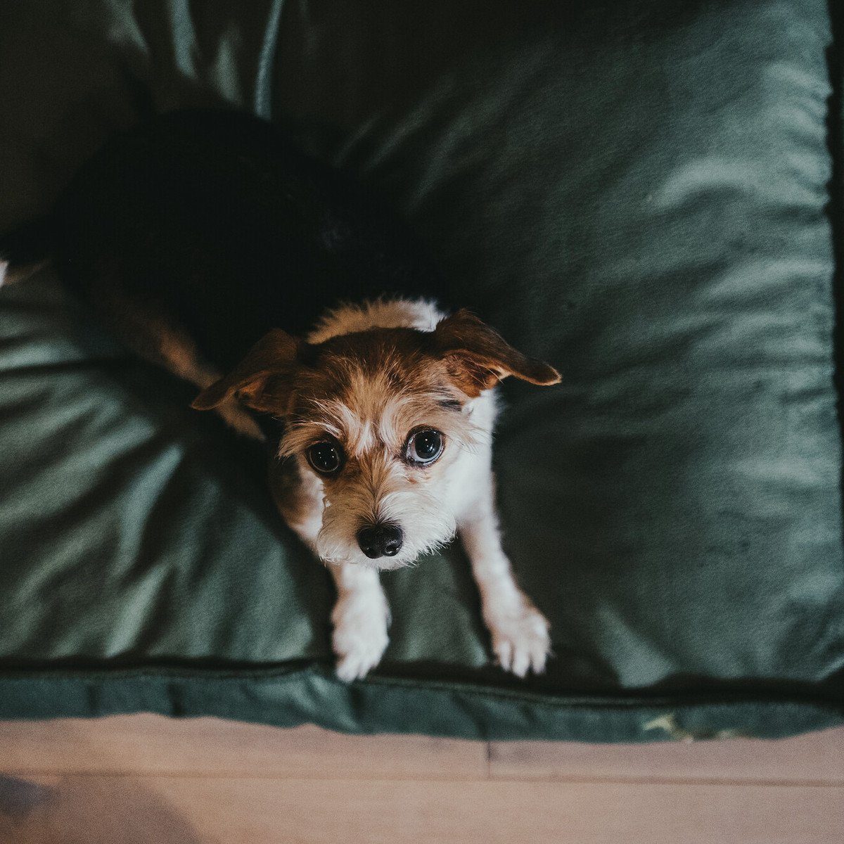 Hunter Tierbedarf Tierkissen Orthopädisches Hundekissen Merida olivgrün