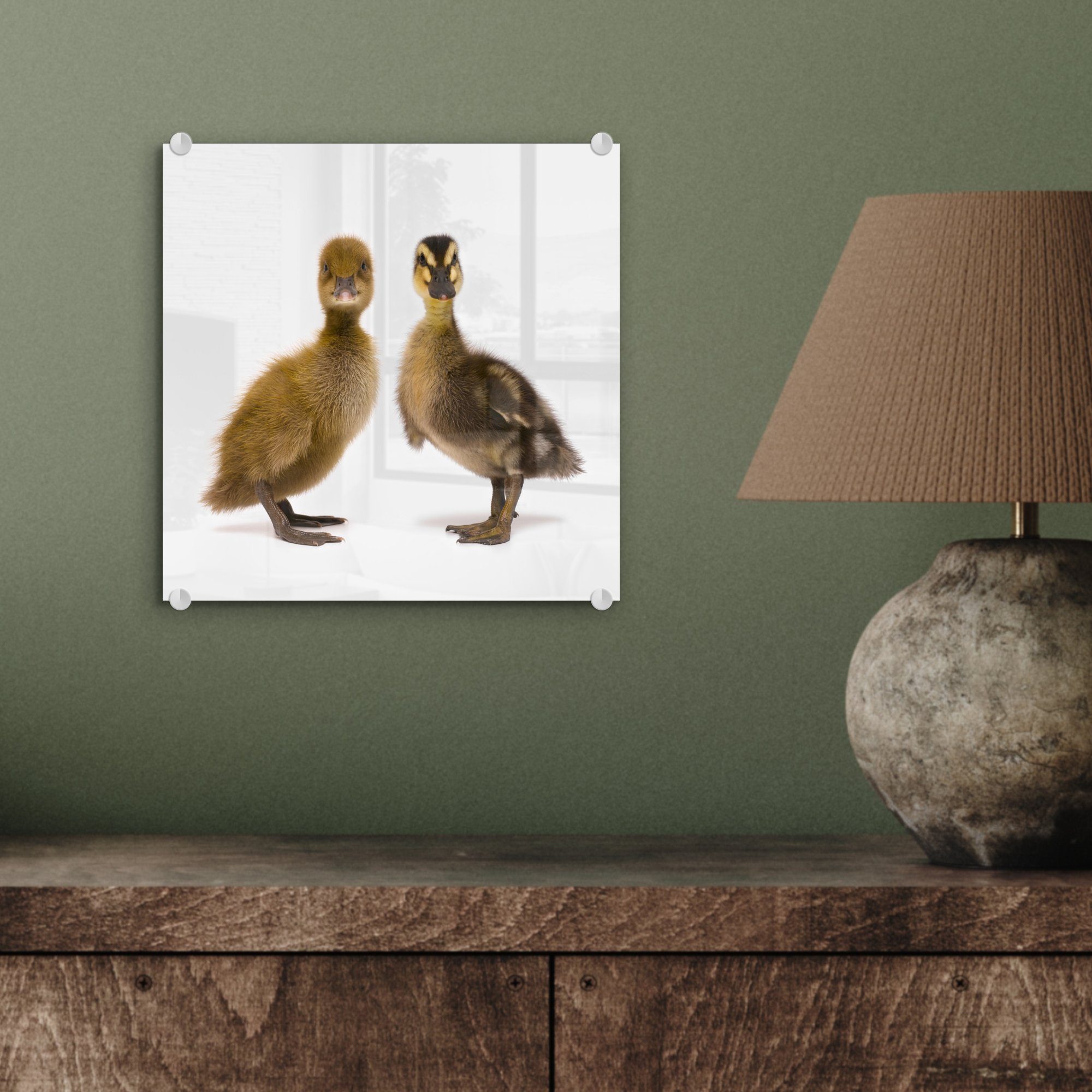 auf Foto Glasbilder Wandbild Glas - MuchoWow auf Wanddekoration Kamera, Acrylglasbild Zwei schauen Glas Bilder in (1 St), - Baby-Enten - die