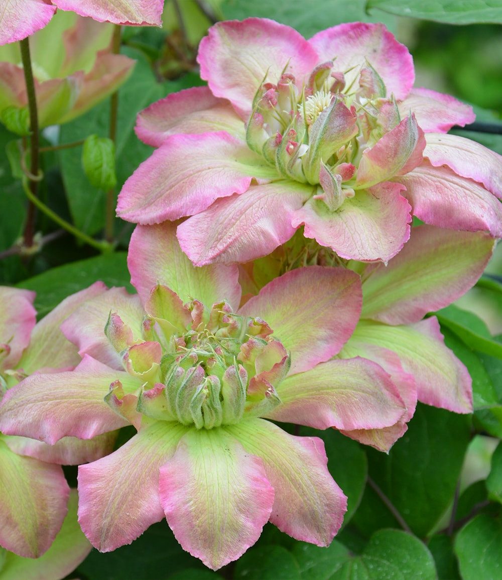 BALDUR Garten Zierstrauch Clematis 'Pistachio Cake®', 1 St., Reichblühend, winterhart, mehrjährig, reichblühend
