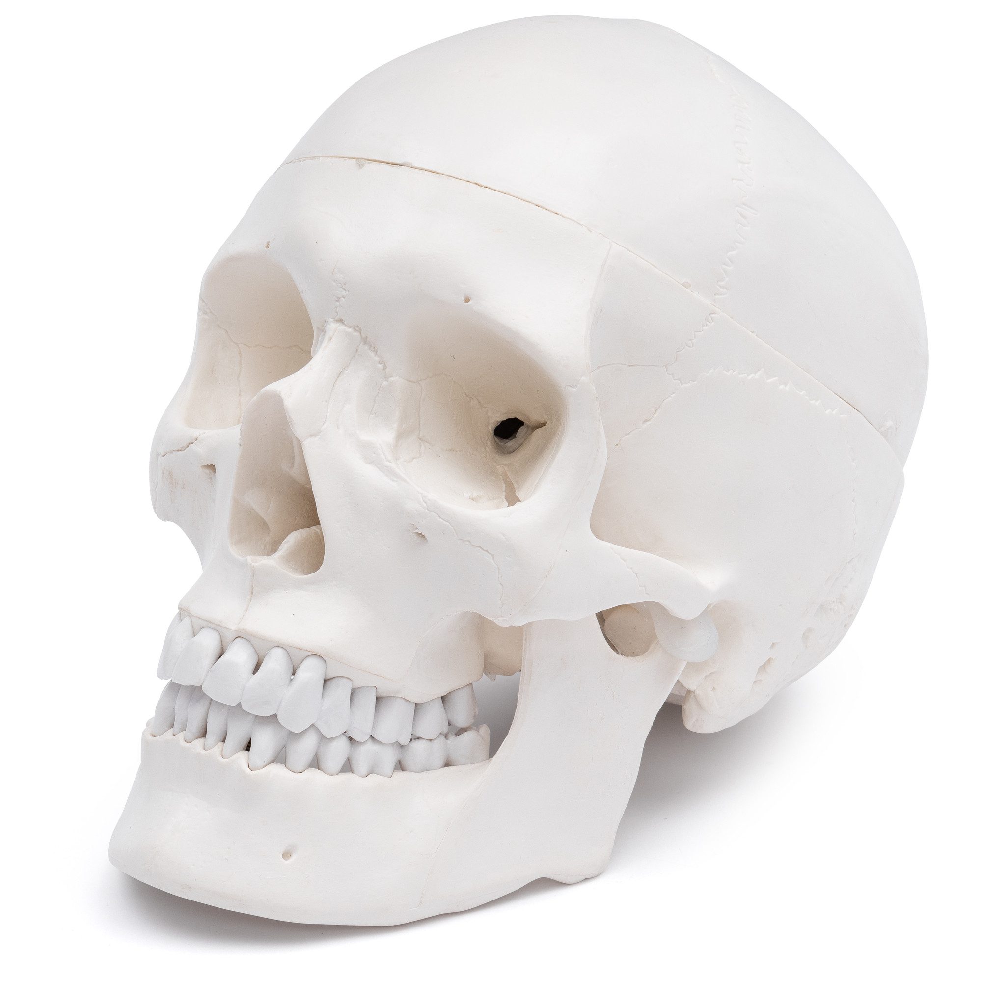 Cranstein Scientific Dekoobjekt Schädel Anatomie Modell lebensgroß mit 8 teiligem Gehirn bewegliche Ki