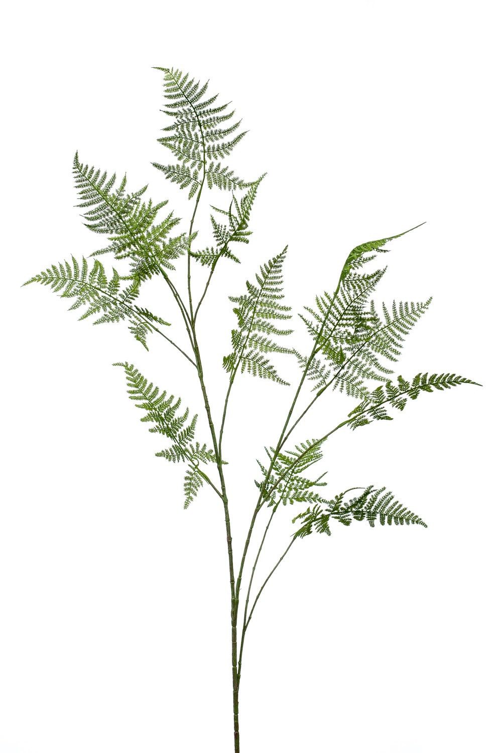 Kunstzweig Asparagus Plumosus FAYNA, 135cm Spargelpflanze (Feder-Spargel), artplants