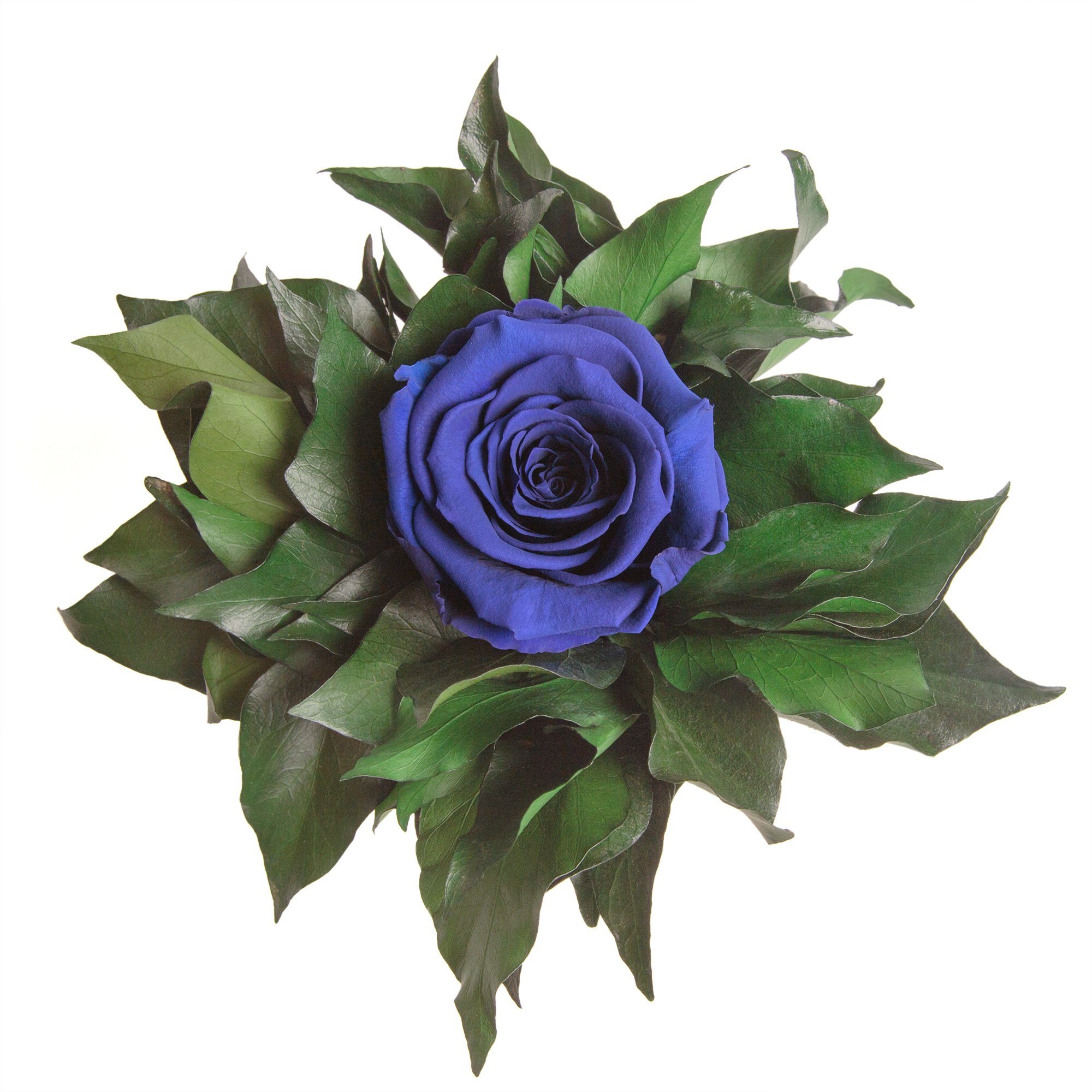 Blume lange Geschenkidee silberfarben 1 Künstliche Frauen SCHULZ haltbar Höhe Becher Blau für Infinity Zimmerpflanze 12 cm, Echte ROSEMARIE Rose Rose, Heidelberg,