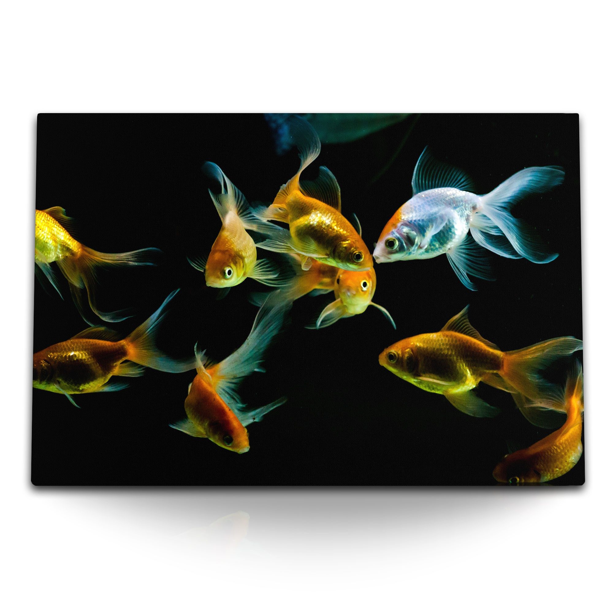 Leinwandbild 120x80cm Wandbild auf Leinwand Goldfische Aquarienfische schwarzer Hin