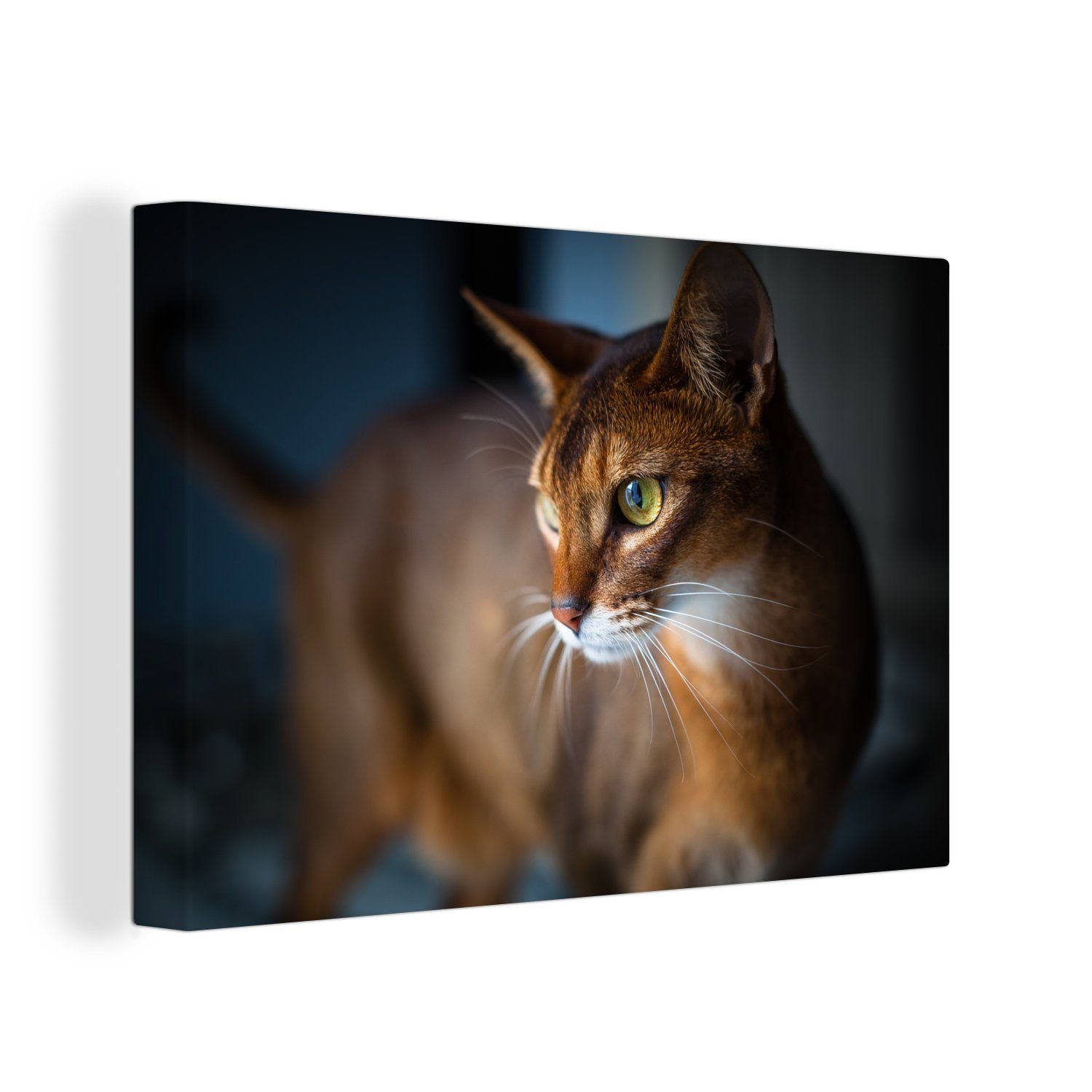 OneMillionCanvasses® Leinwandbild Katze - Abessinier - Haustiere - Porträt, (1 St), Wandbild Leinwandbilder, Aufhängefertig, Wanddeko, 30x20 cm