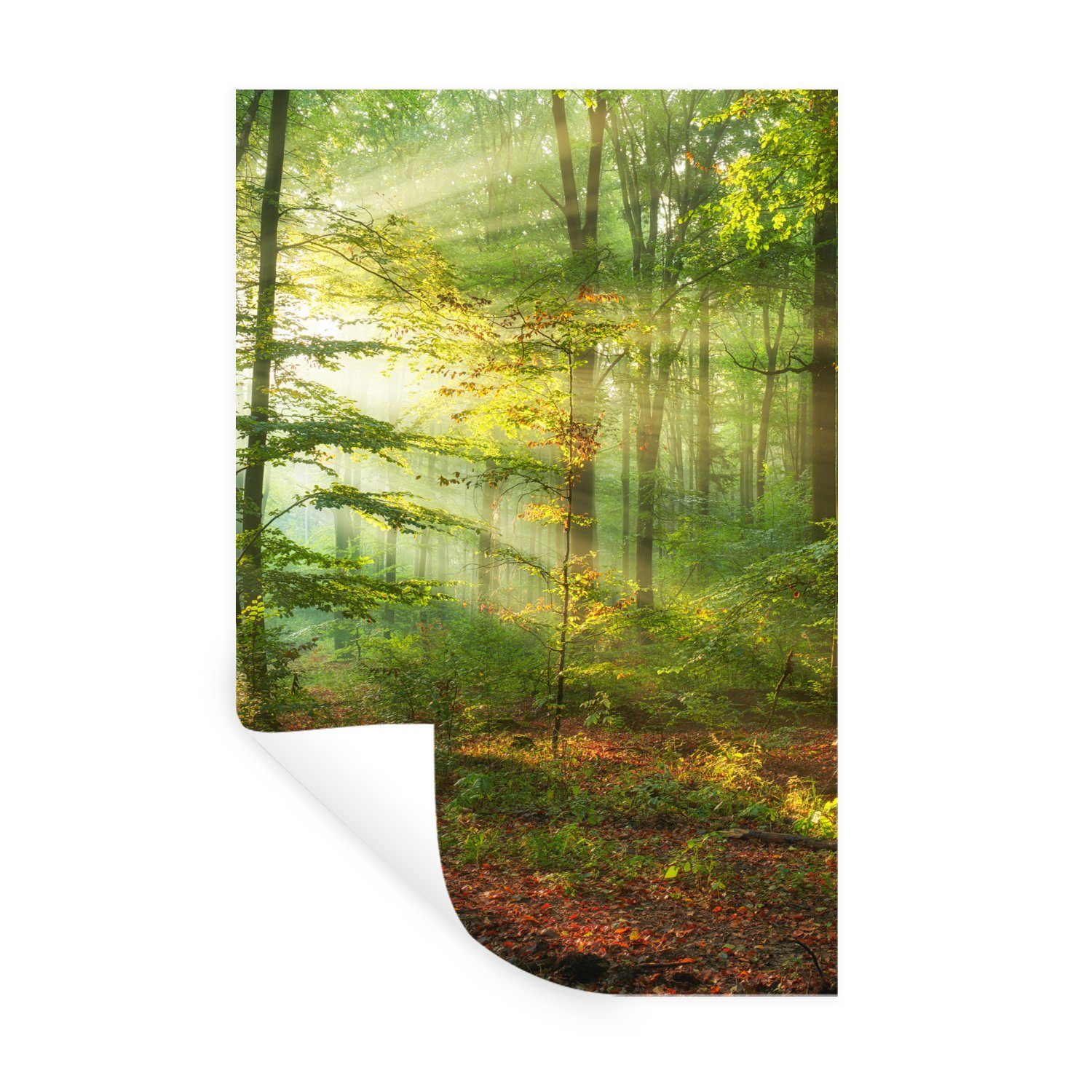 MuchoWow Wandsticker Sonne - Wald - Bäume - Natur - Herbst (1 St), Wandaufkleber, Selbstklebend, Wohnzimmer, 20x30 cm