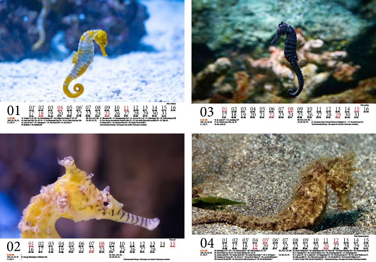 Thumbnail - Seelenzauber Wandkalender Seepferdchenzauber DIN A5 Kalender für 2026 Unterwasser - Seelenzauber