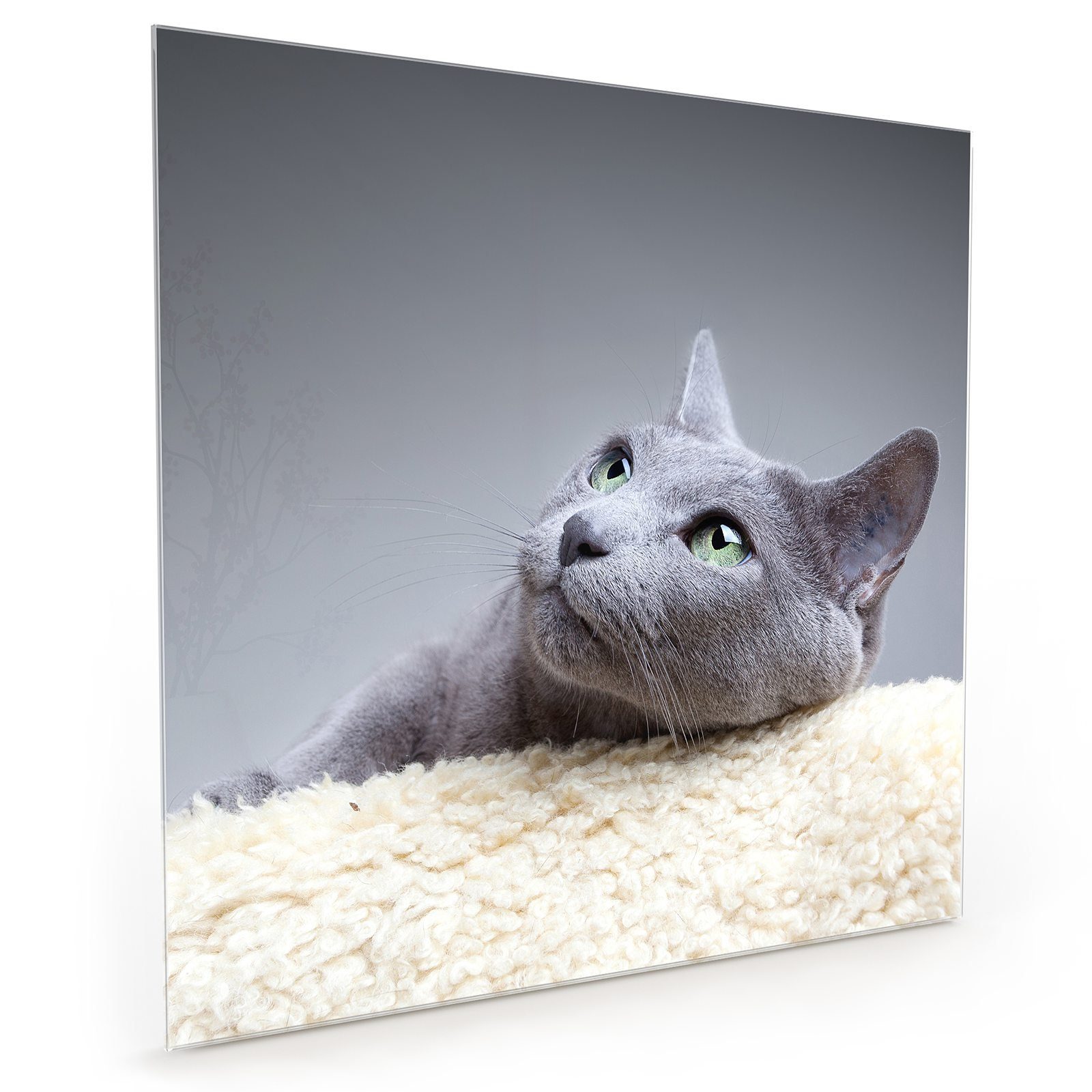 Primedeco Küchenrückwand Spritzschutz Glas Graue Katze