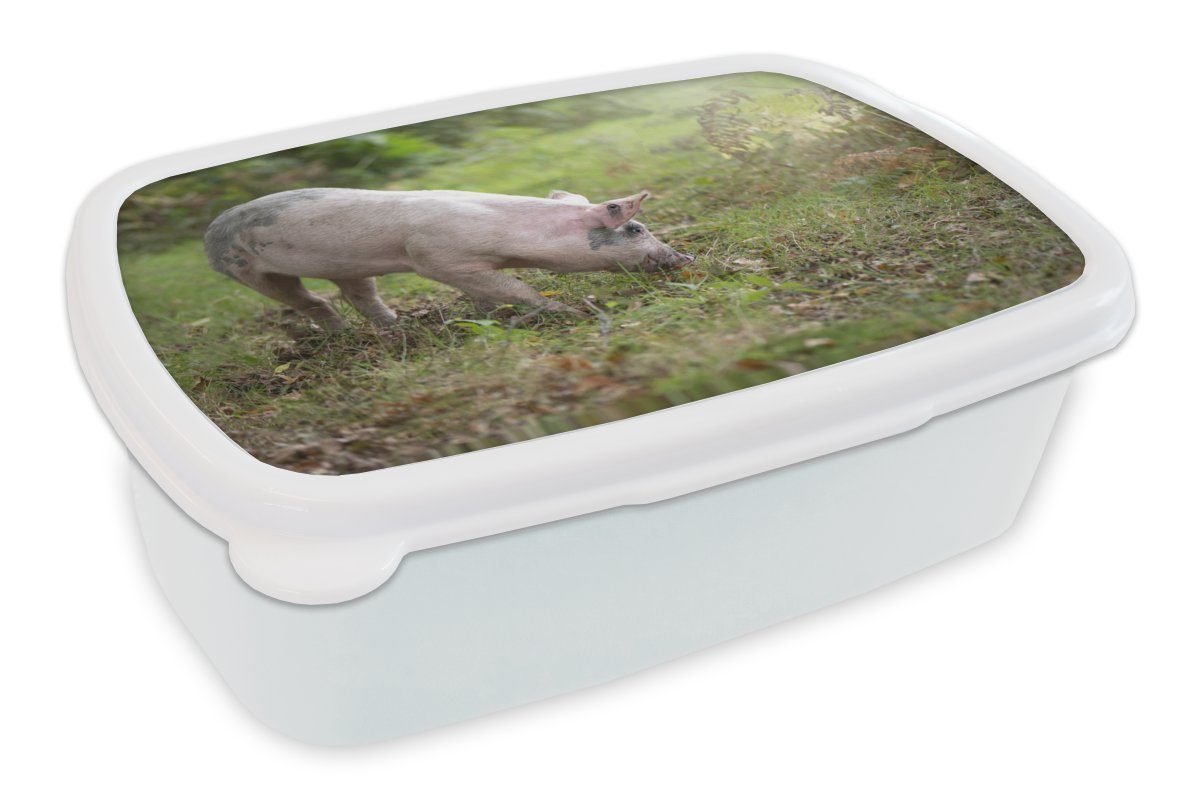 MuchoWow Lunchbox Schwein - Wald - Gras, Kunststoff, (2-tlg), Brotbox für Kinder und Erwachsene, Brotdose, für Jungs und Mädchen weiß