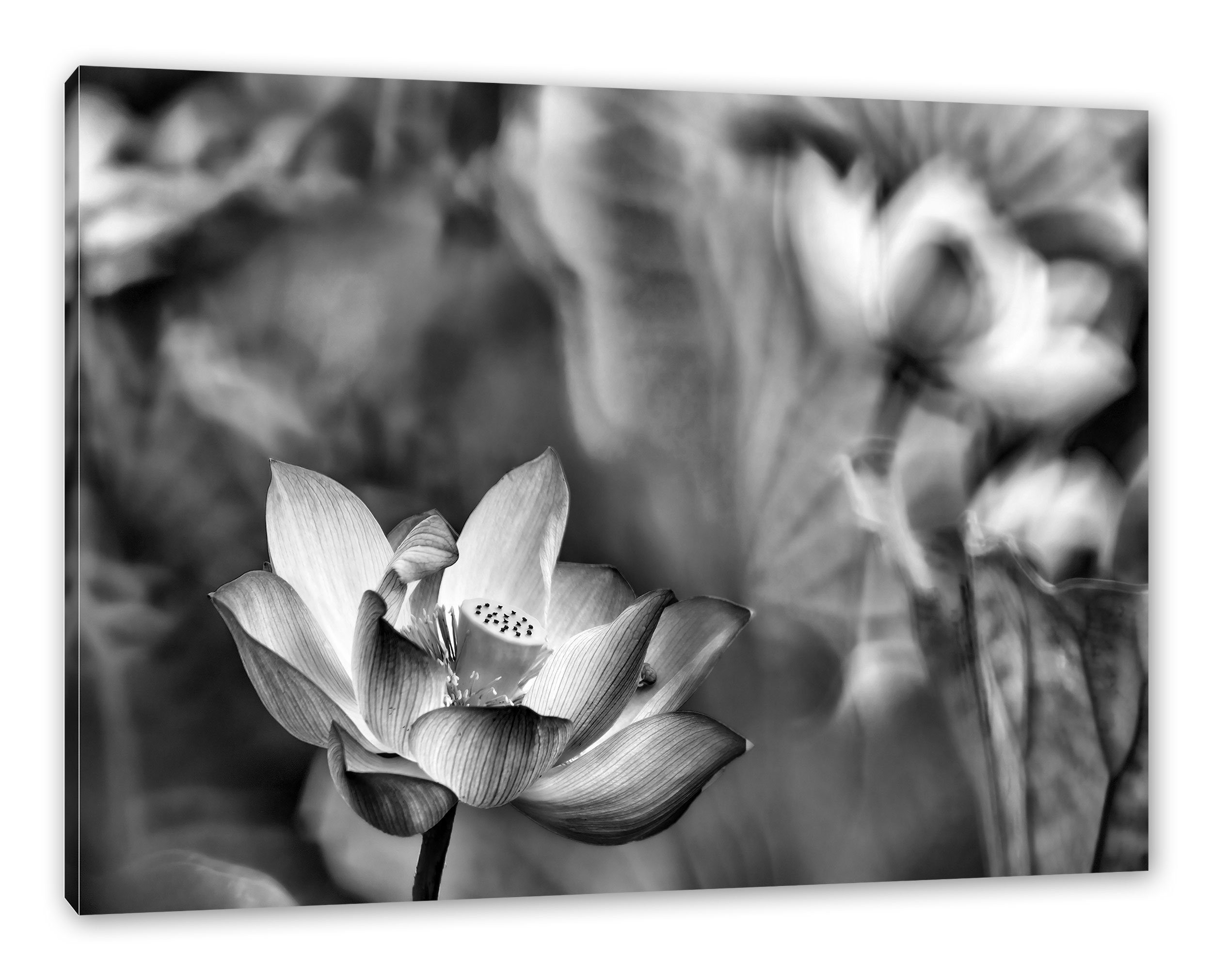Pixxprint Leinwandbild Wunderschöne Lotusblüten, Wunderschöne Lotusblüten (1 St), Leinwandbild fertig bespannt, inkl. Zackenaufhänger | Leinwandbilder