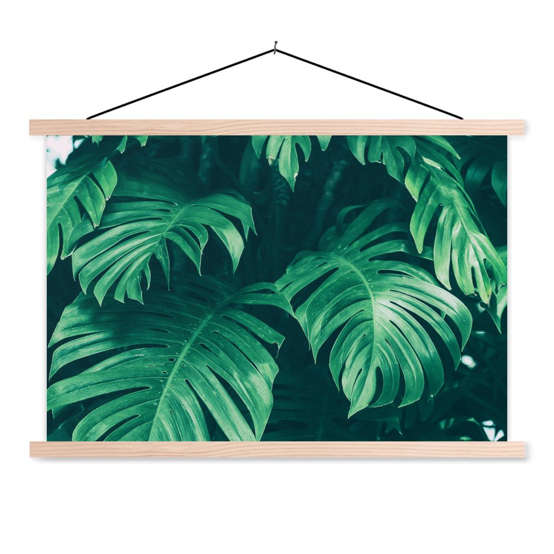 Poster Monstera - Blätter - Pflanzen - Dschungel - Natur