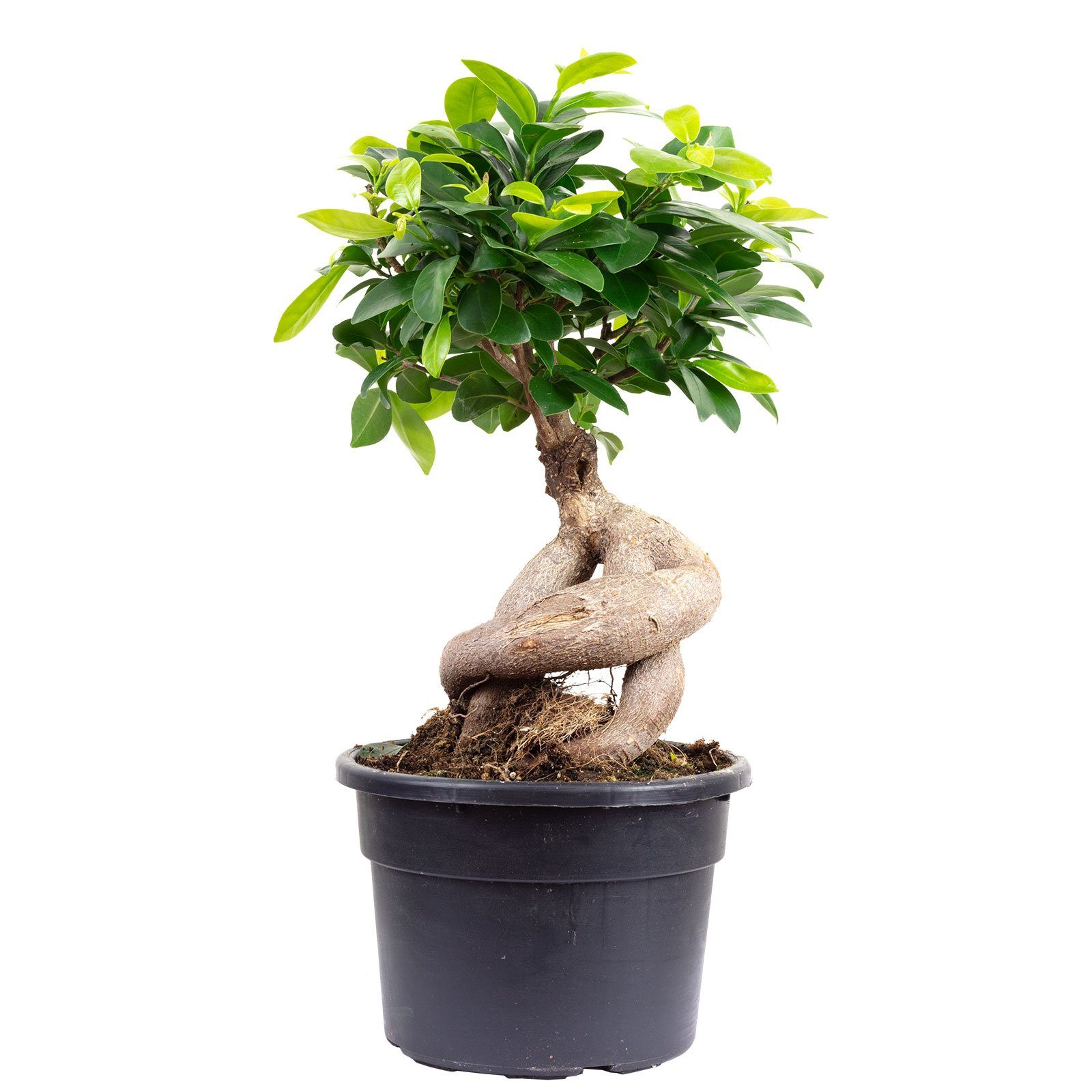 Flowerbox Zimmerpflanze Chinesische Feige - Ficus Ginseng, - Höhe ca. 40 cm, Topf-Ø 17 cm