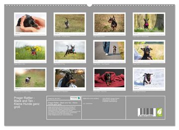 CALVENDO Wandkalender Prager Rattler - Black and Tan - Kleine Hunde ganz groß (Premium, hochwertiger DIN A2 Wandkalender 2023, Kunstdruck in Hochglanz)