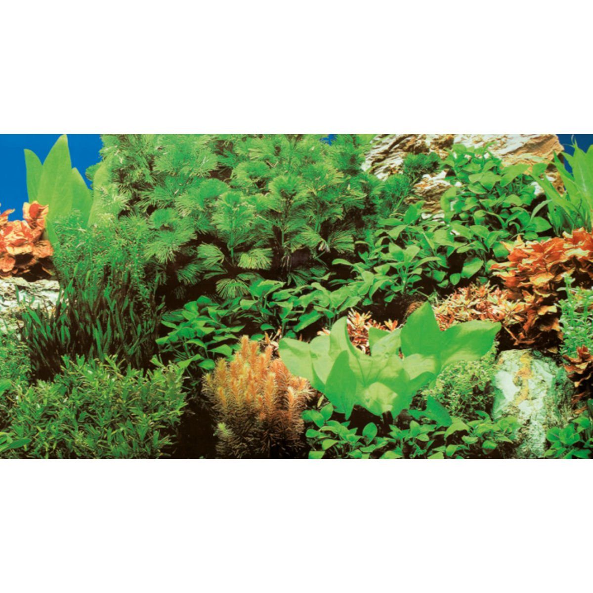 HOBBY Aquarienrückwand Fotorückwand Pflanzen 8 / Marin Blue, 100 x 50 cm