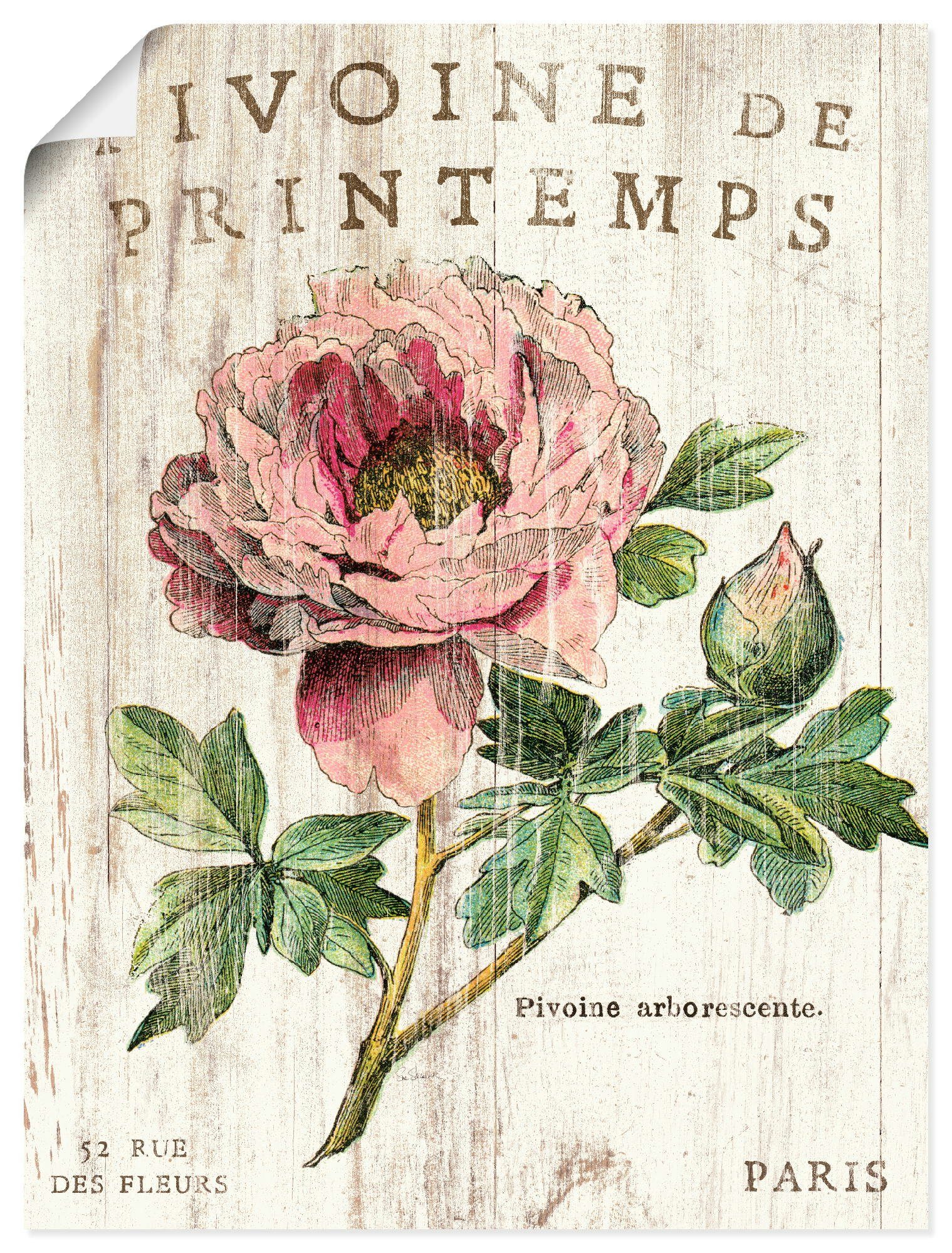Artland Poster Pfingstrose, Blumen (1 St), ohne Rahmen