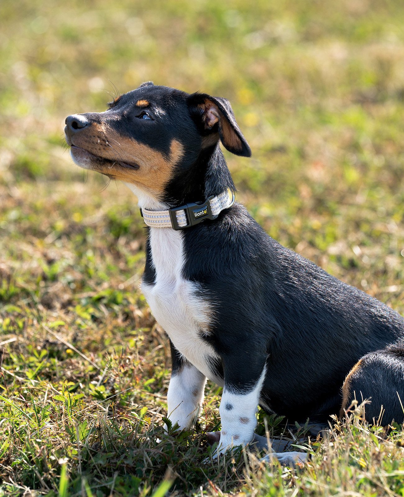 lionto Hunde-Halsband reflektierend, verstellbare Länge 20-30 cm XS beige, Nylon, Neopren, reflektierend & angenehm gepolstert